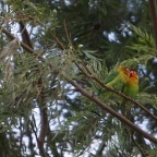 Birding Paradise