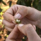 Nature - close up
