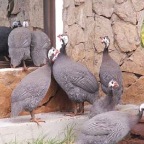A game bird retreat